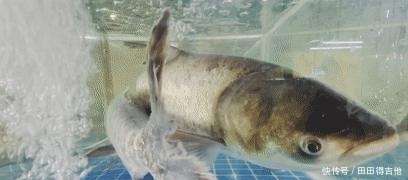 鲜!渌口这家新开的河边鱼店不容错过!