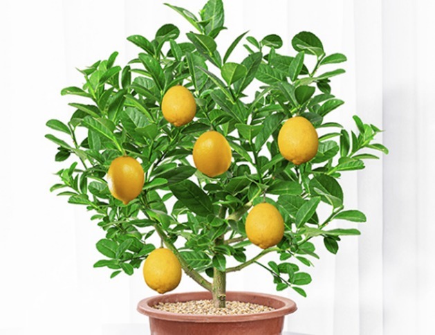 养花还是养点有用的吧,五种花能杀菌又能吸灰尘,净化又美观