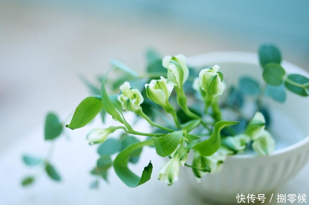 不仅仅是人,植物也会出现这种情况,适当补充植物状态更佳