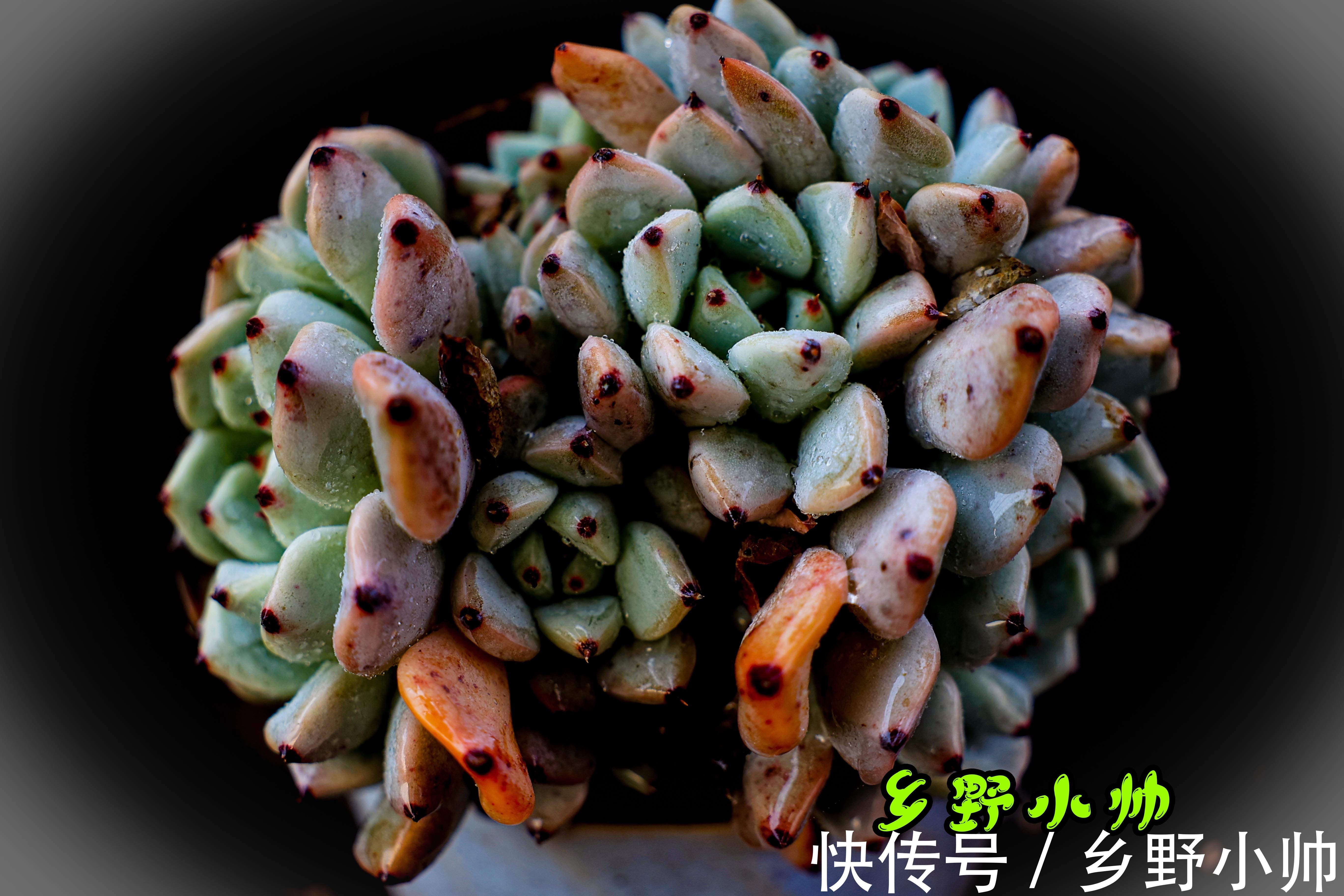 冬天容易掉色摊大饼,养上这些治愈系多肉,冬天也能萌萌哒