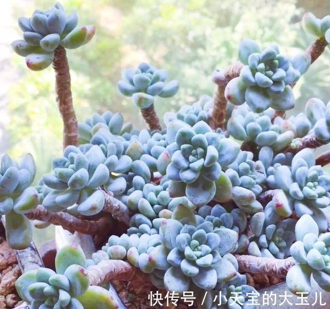 多肉长花箭,影响多肉的健康与生长,剪掉后既可繁殖又可制作工艺