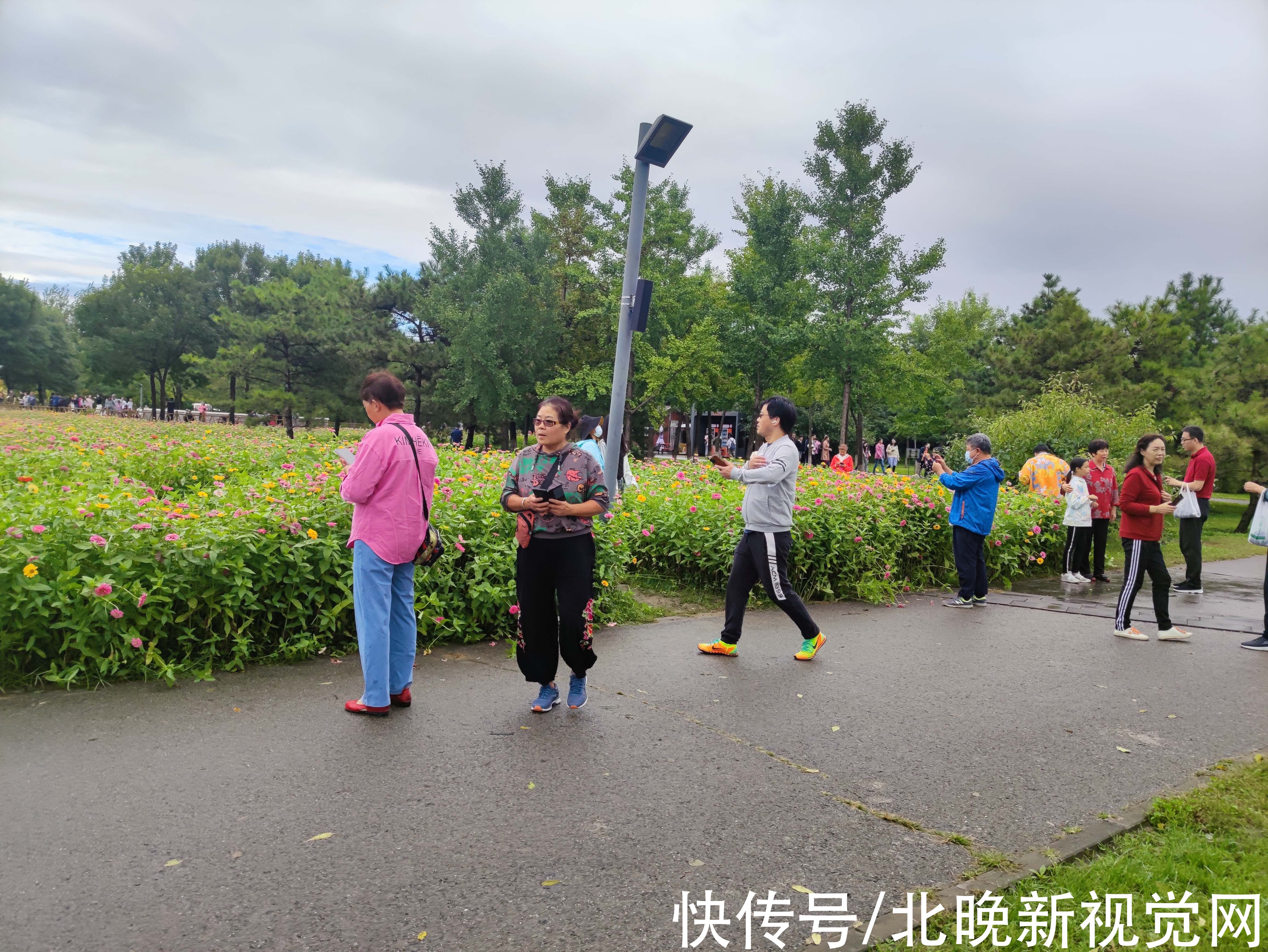 百日草|数万株各色菊花、“心形”图案百日草……北京奥森花海进入盛花期