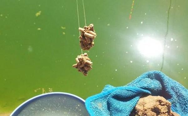 野钓大鱼用饵技巧,对比蘸米钓和麻团钓,用这几招,小鱼群钓大鱼