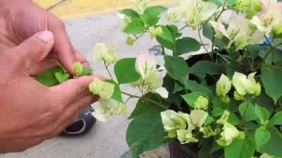  修剪|需要冬剪的4种花，下手要分轻重，不然熬不过冬