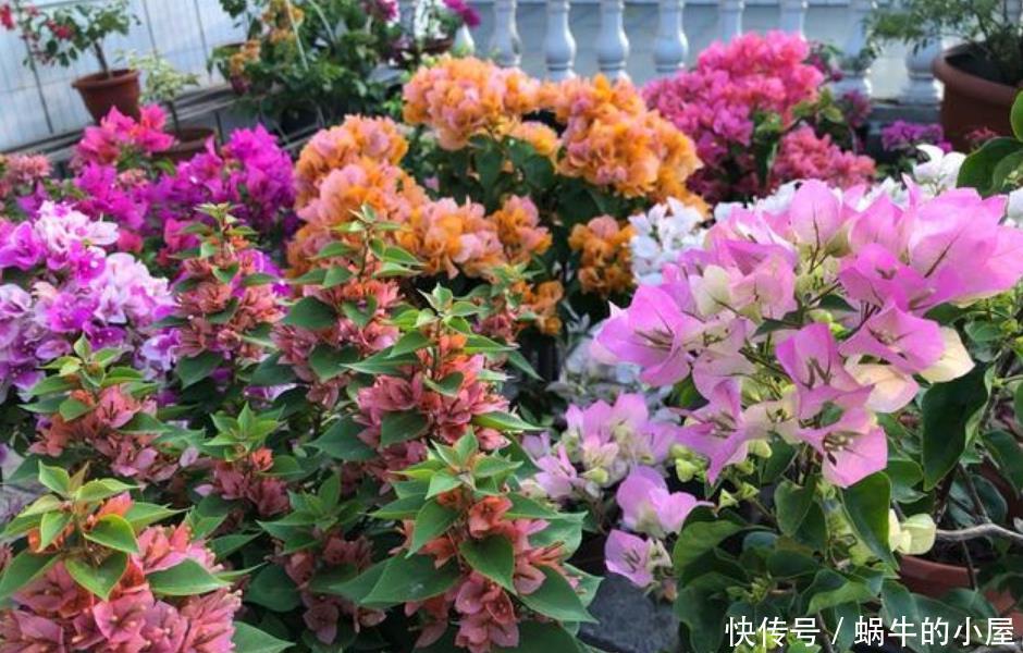 此款花卉，花艳易爆盆，越热开花越旺，开成漂亮小花园！