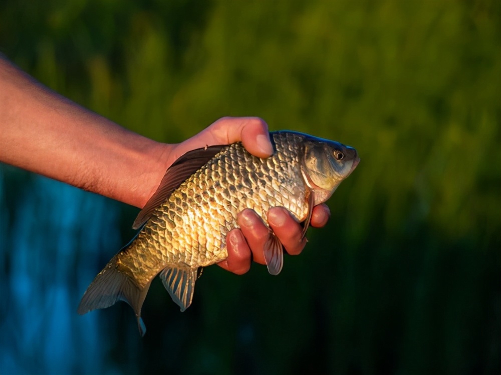 蚯蚓加|蚯蚓钓鱼不是终极手段,这样加工,让蚯蚓的诱钓效果能翻一倍
