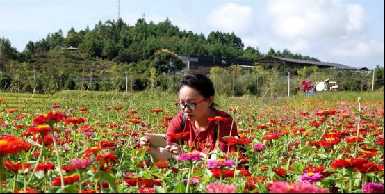 田园|秋景醉人 广西河池百花盛开等你来打卡