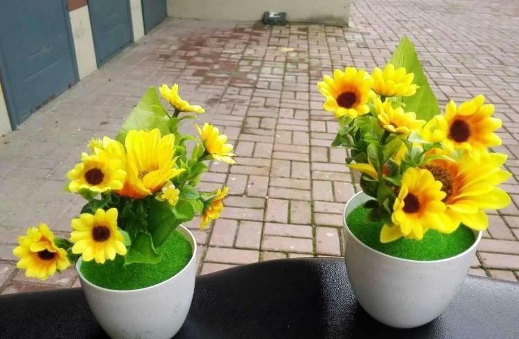 兴趣爱好|花盆长杂草该不该拔？养花高手说不拔好，但有“一种花”必须拔