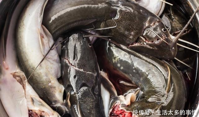 湖南这种鱼能穿越陆地，有“天下第一河鲜”之誉，广东人最爱吃