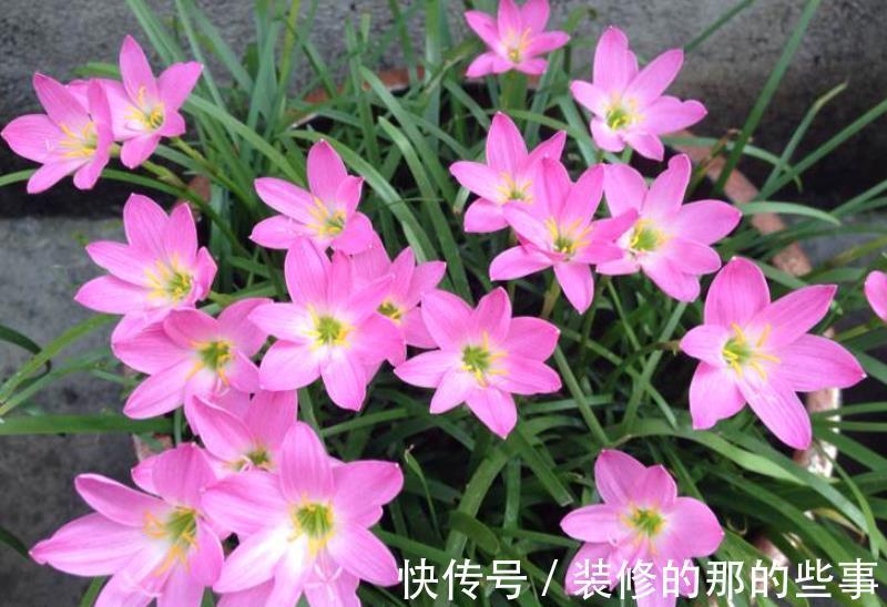 10月逛花市，7种花不能买，带回家养不好，来年不开花