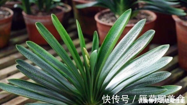 疯了|君子兰要怎么浇水注意“1点”,叶片多,长得旺,开花开疯了!