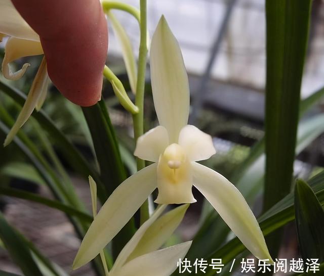 名花|四季兰名花——青山玉泉,花色纯净,兰香清新,适合新手养