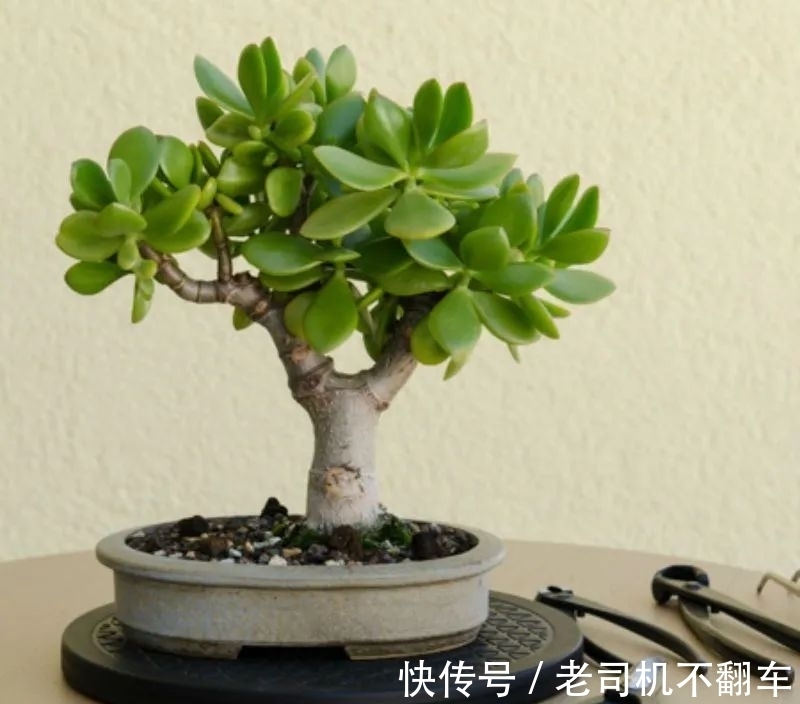 这三种多肉植物不养成盆景就太浪费了,附上制作和养护技巧