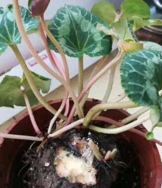 冬天,养这10种花,这事别多做,要不叶子发黄,不开花