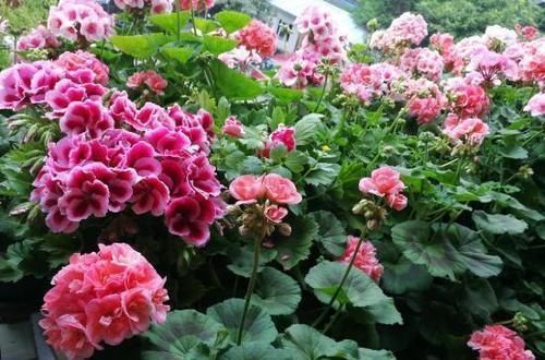 秋季|此“花”能开三季,鲜艳漂亮花期长,阳台养一盆,看花200天