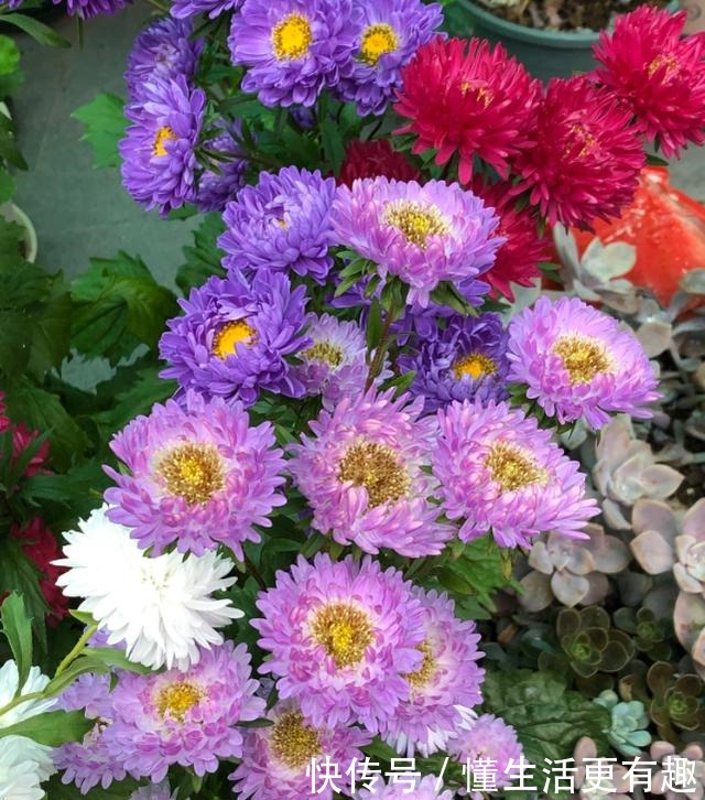 比月季还美的花，开花一大把，秋天正是欣赏季节！