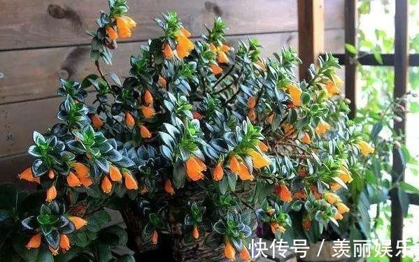 花朵|长在枝丫的“金鱼”,你有见过吗还比真金鱼好养,快去养一盆