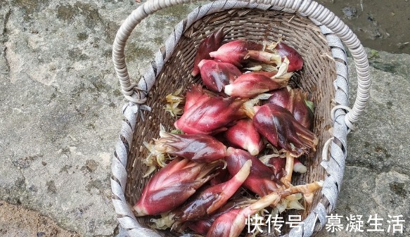 吃法|68种野菜图片，教你认识不同的野菜和吃法，你想要的野菜这里都有