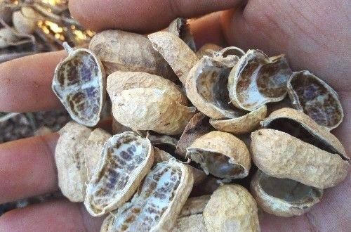 花卉|家家都有的1种垃圾,知道此个小技巧,土壤不板结,养啥花都旺