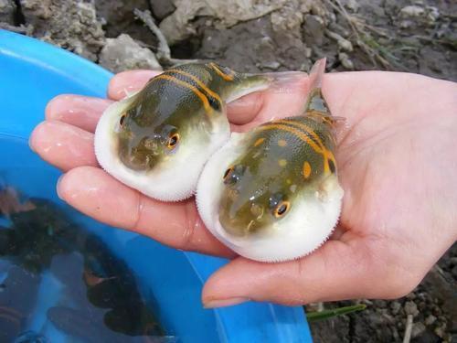 钓到鱼不认识钓友常问的几十种鱼盘点,老钓友都不超过5种