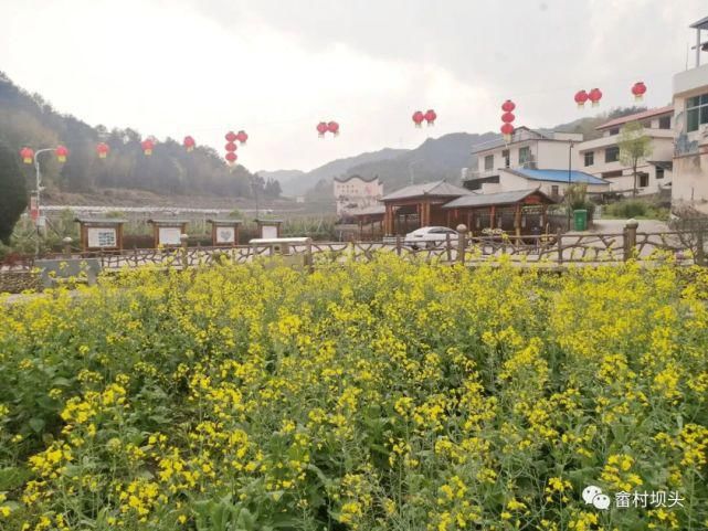 油菜花开，寿宁坝头等你打卡……