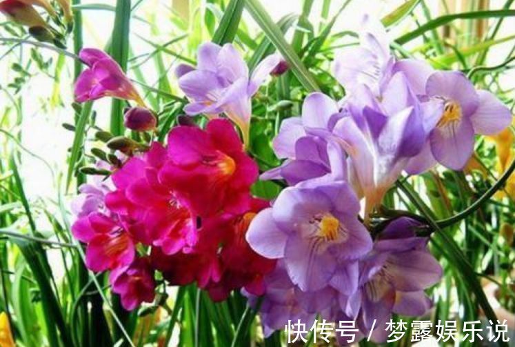 花卉|养花就养盆颜值高的花卉,四季开花,媲美玫瑰,观赏价值高,超美