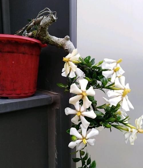 栀子|看着很一般的花，动动手就能变精品盆景，赚大了，花开一茬接一茬