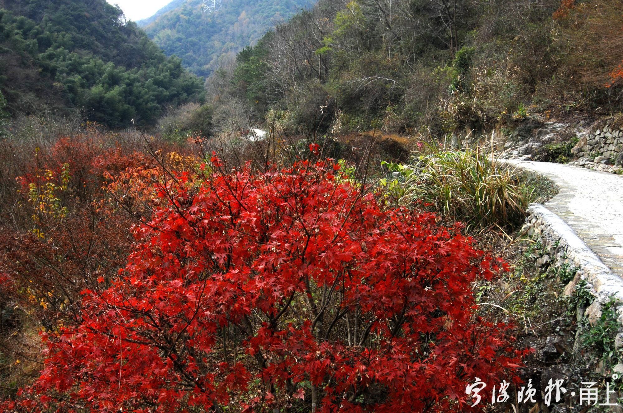  古道|霜叶、溪流、古道，宁波“唐诗之路”这几天美呆了