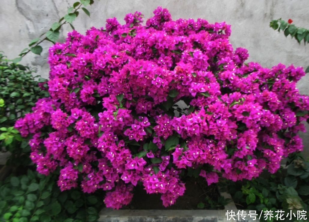 开花类|家庭养花,准备3种肥就够用,养什么花都旺