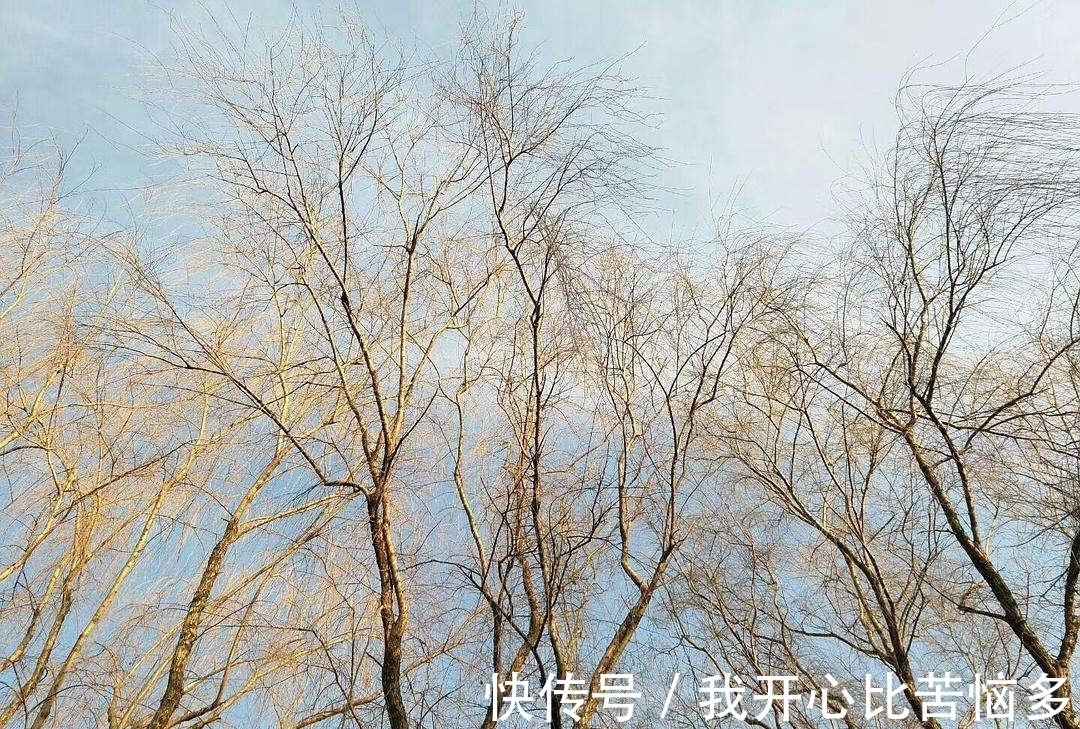 春雪&冬柳诗三首，零落衰条含蕴春意，白雪却嫌春色晚，故穿庭树作飞花