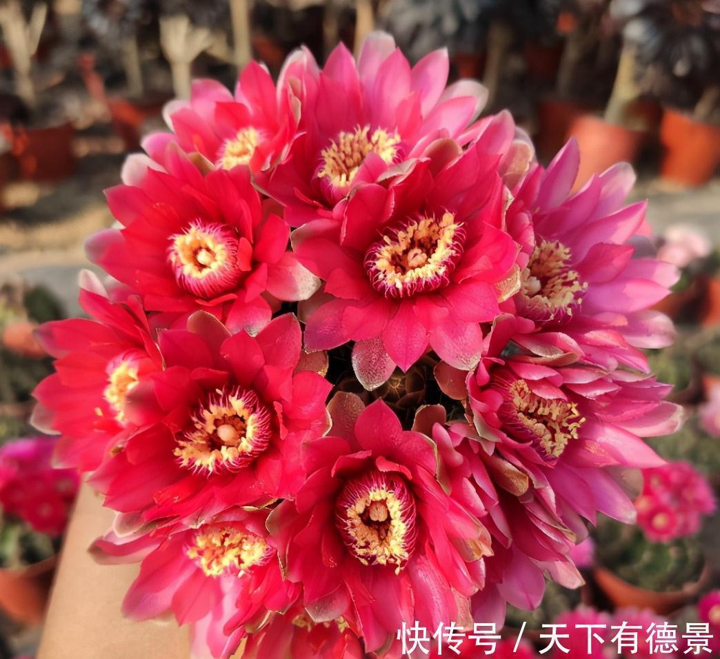 适合懒人养的“6种花”,不只是好养,还寓意好,利于健康