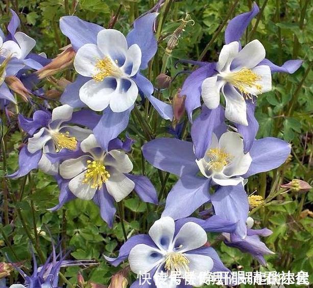 名字|被名字耽误的“三种花”,颜值高又皮实,放角落也能自己长