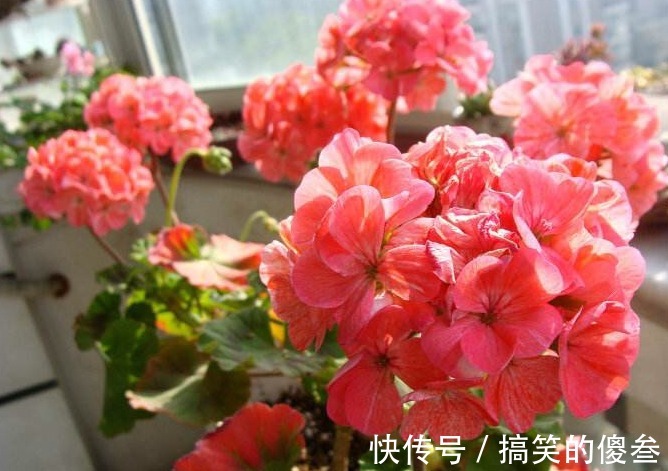 这九种花,随便扔土里,就能长成一片,开花不断