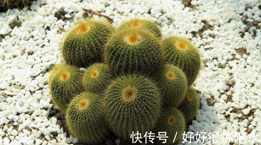 家养多肉,三种要不得,平时购买要谨慎