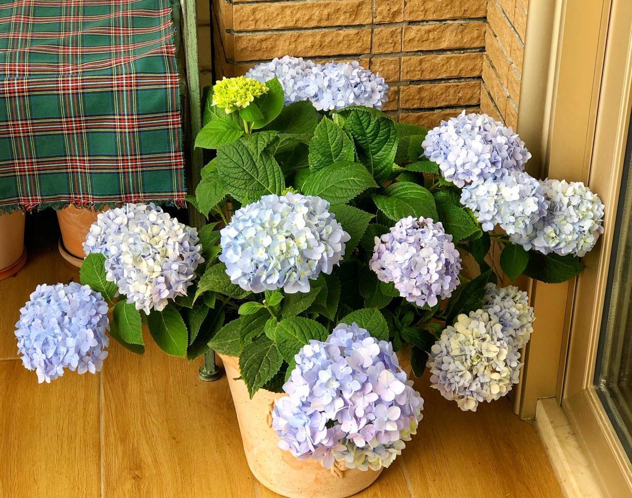 绣球的过冬准备，做好2点，来年发芽更多、开花更多、旺盛惊艳