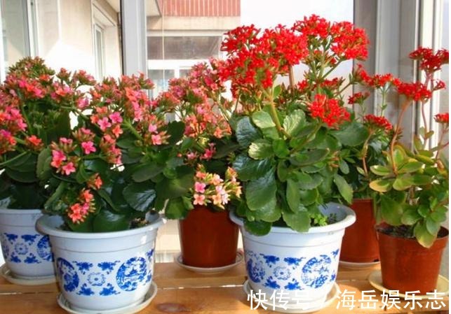 长寿花蟹爪兰|养长寿花、蟹爪兰，就用“2种”好东西，花芽猛窜，轻松爆满盆！