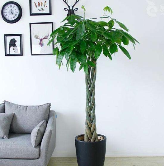 玉树|客厅见树,家业稳固,适合客厅养的8种树,大气美观,增添幸福感