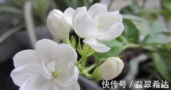 修剪|自从老婆在家中盆栽这种花后，满屋子都是清香，连香水钱都省了