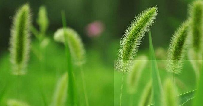 解毒|夏季随处可见的“狗尾巴草”,能清肝明目,解毒利尿,功效很强大