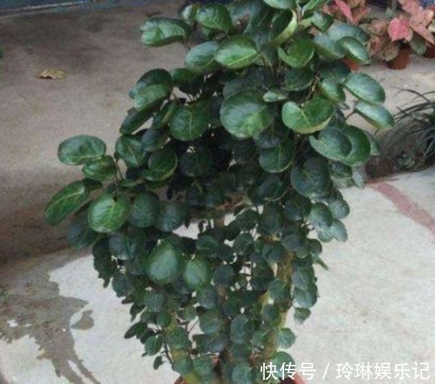 懒人|几种花养家里,开花特漂亮,懒人新手都能养好