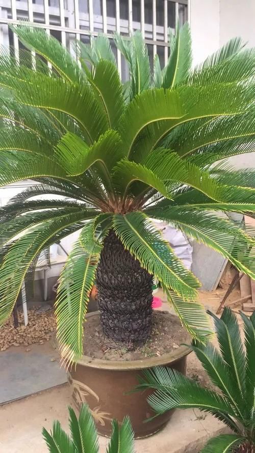 能养100年的花，养一盆成传家宝，越老越值钱！