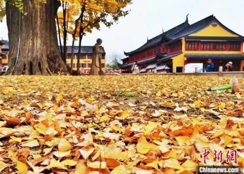 汤彦俊|上海千年银杏树身披“金甲”吸引游客