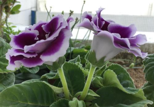 高颜值|家里采光不好也能养花,这几种高颜值花,摆在阳台就能开爆