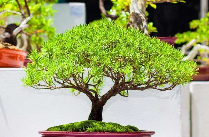 技巧|盆景树桩配盆技巧,你确定盆选对了