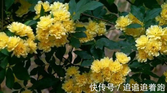 还在养吊兰3种花剪根枝，插土里就能活，半年成花墙，太惊艳了