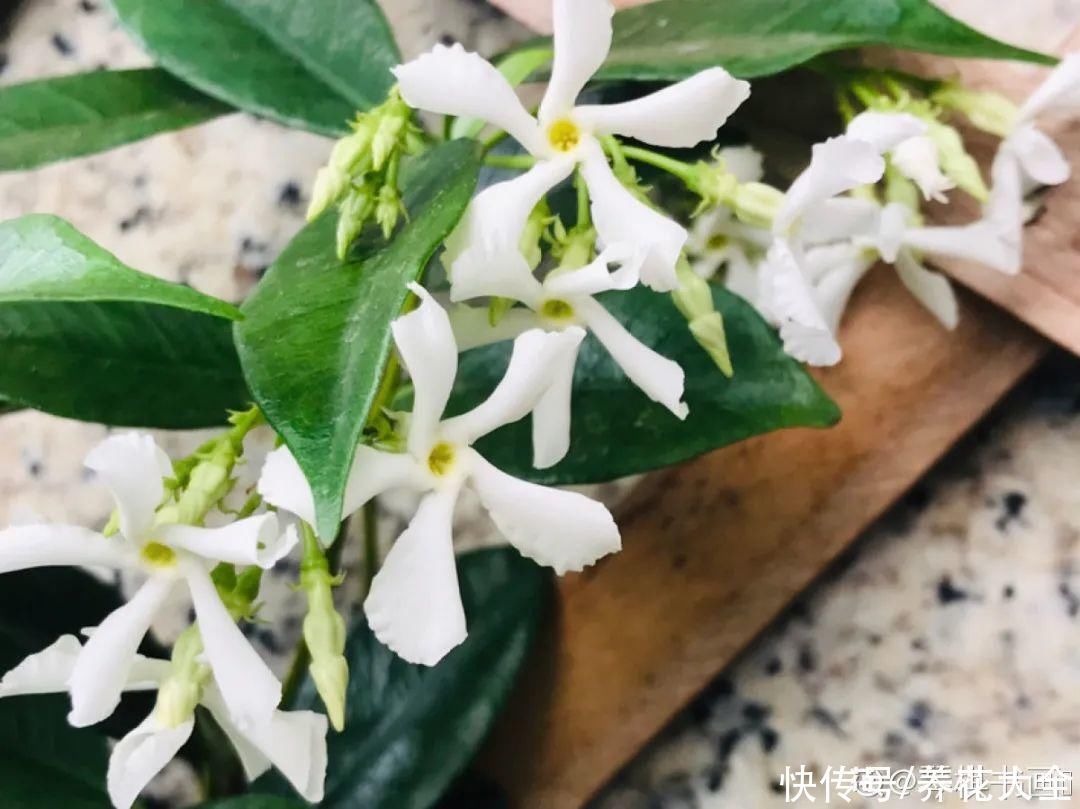 飘香藤|晒不死、热不死的花,越晒花越多,越热长越快