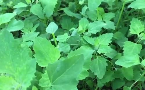 这种野菜农村用来喂猪，加上鸡蛋炒着吃太美味，城里人想吃吃不到