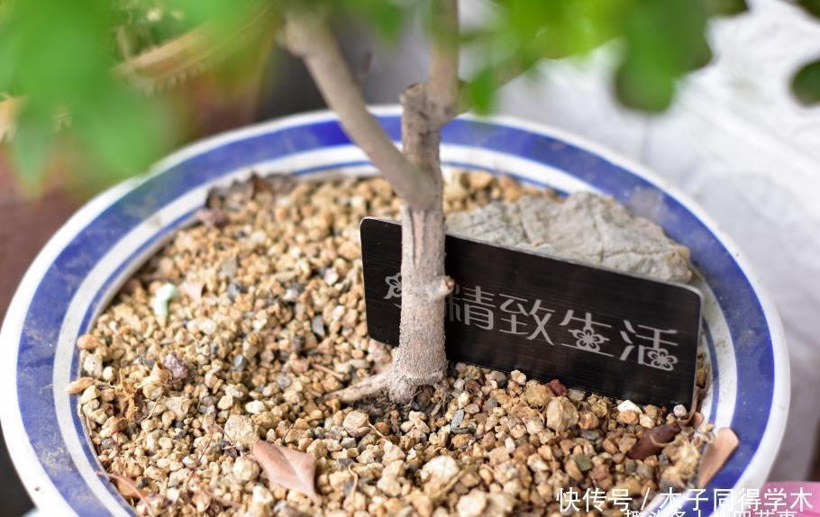 难点|养死过五六盆米兰花,总算得出了点经验:米兰的养护难点在于服盆