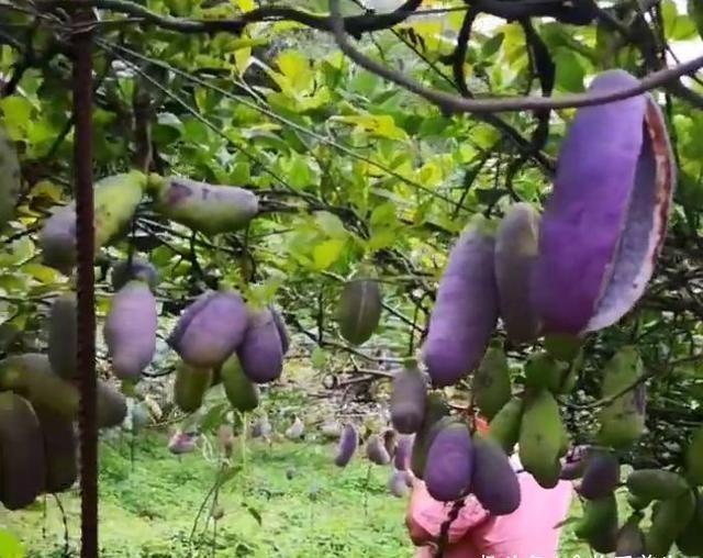 两用|农村漫山遍野的“它”是一种药食两用的水果,一斤20元需订购