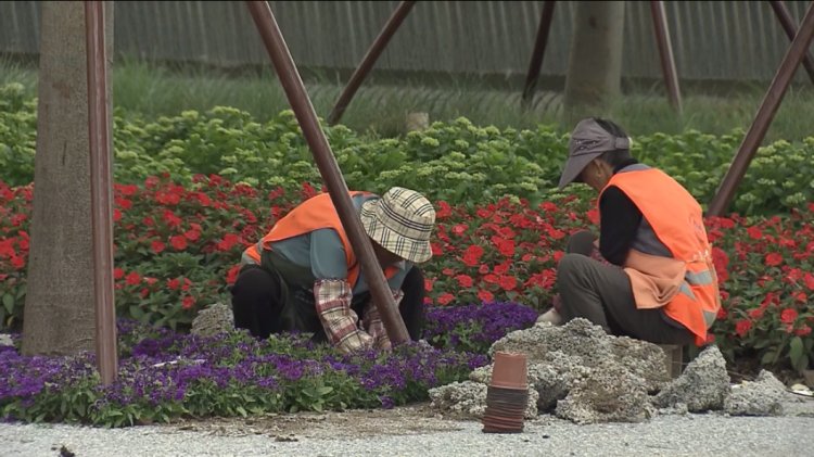 68万株花卉装点花博会巨型“彩蝶”